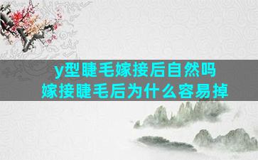 y型睫毛嫁接后自然吗 嫁接睫毛后为什么容易掉